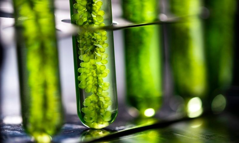 Using AI for a green thumb, Lumen teams with Google to help grow drug-producing algae