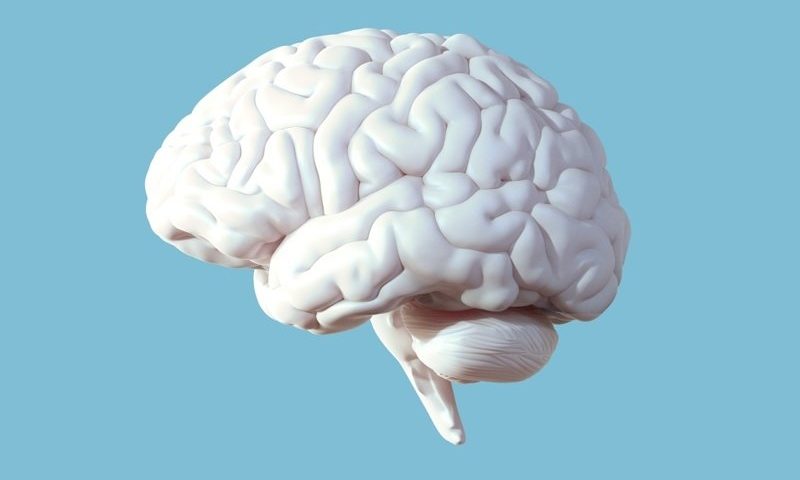 Healthy ‘beige’ fat protects brain from dementia in mouse models