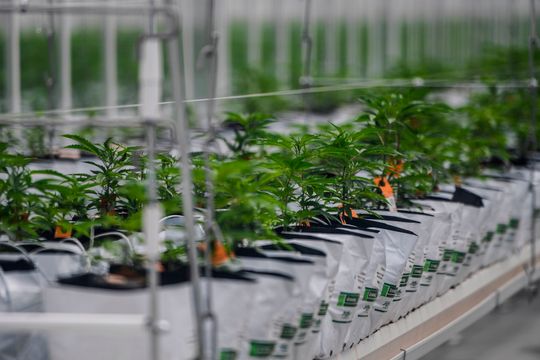 Tilray eyes U.S. cannabis market with MedMen move, stock gains