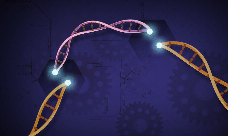 A mini-CRISPR system could be ‘Swiss knife’ in gene editing