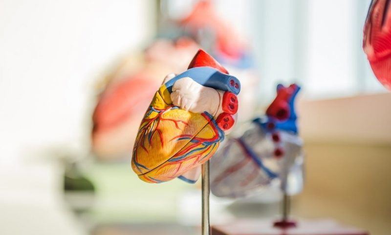 Repairing heart damage by transiently turning back the clock