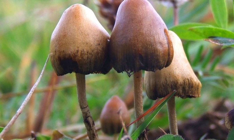 Psilocybin clears biggest depression test yet, but Compass stock falls amid chatter about adverse events, durability