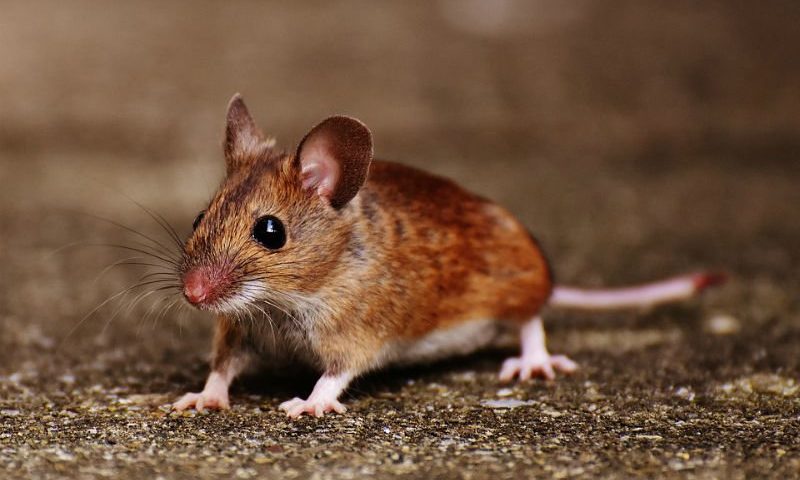 Super-fit mice reveal anti-inflammatory protein that could boost search for Alzheimer’s drugs