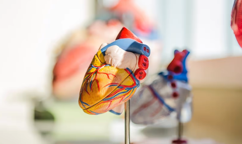 SalubrisBio’s bispecific heart failure drug boosted by $32M cash injection
