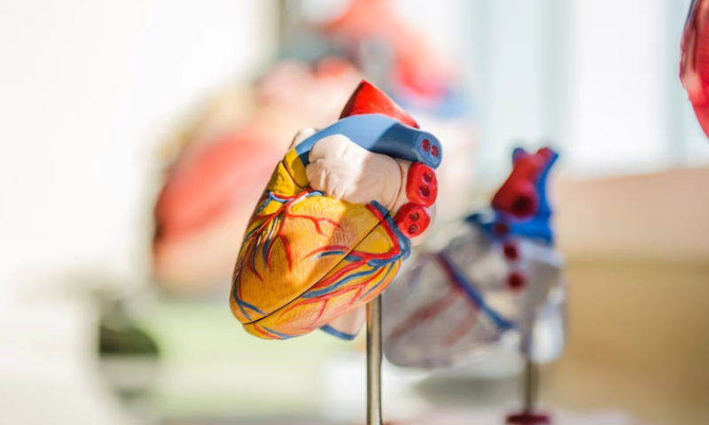 InnovHeart nabs J&J, Haemonetics alum to lead mitral system maker as CEO