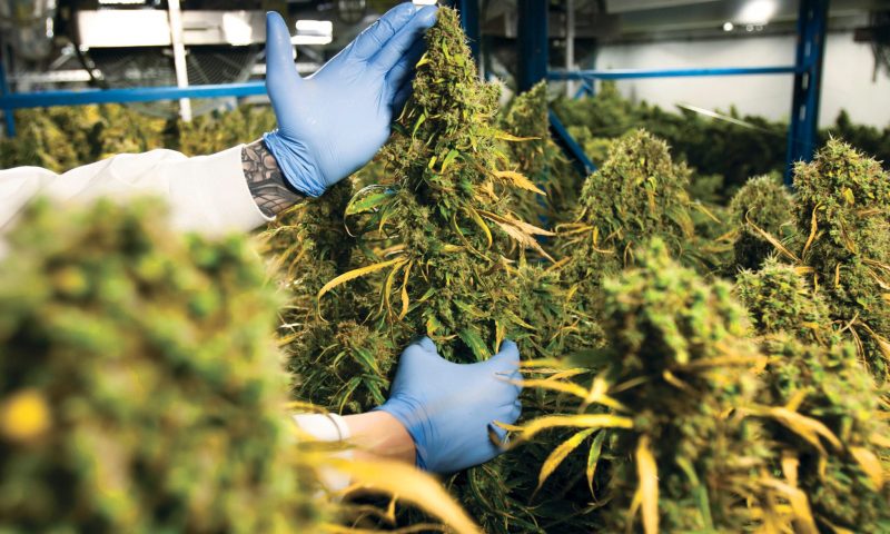OrganiGram’s stock rises after revenue more than doubles to beat expectations