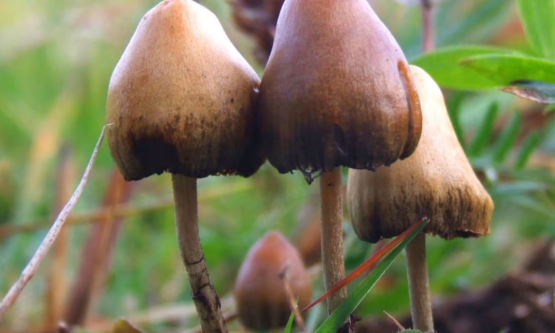 Early clinical data on psilocybin in anorexia point Compass to potential new opportunity