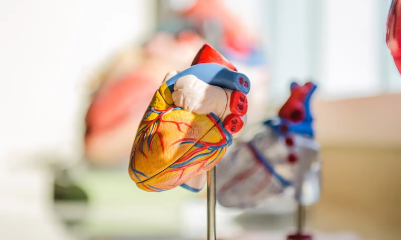 Amid Medtronic sale, Acutus nabs another FDA clearance for left-heart access portfolio