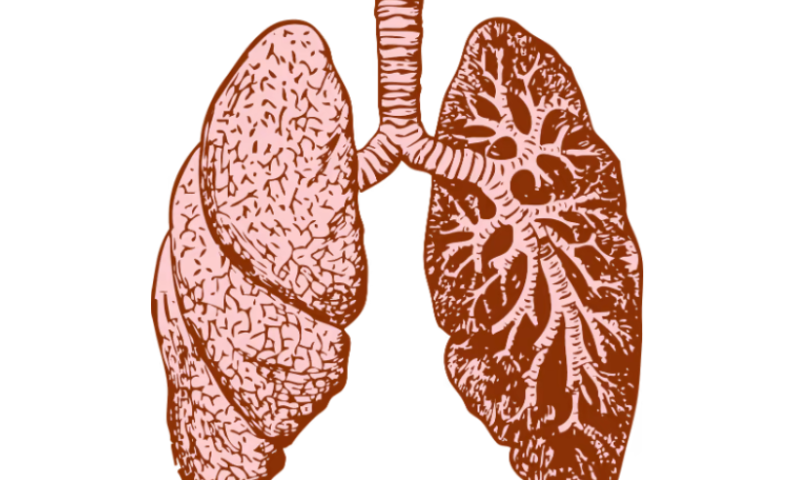 Pliant surges as phase 2 data raise hopes for lung disease asset