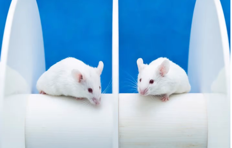 ‘Dramatic’ surprise discovery finds cancer drug delays muscular dystrophy progression in mice