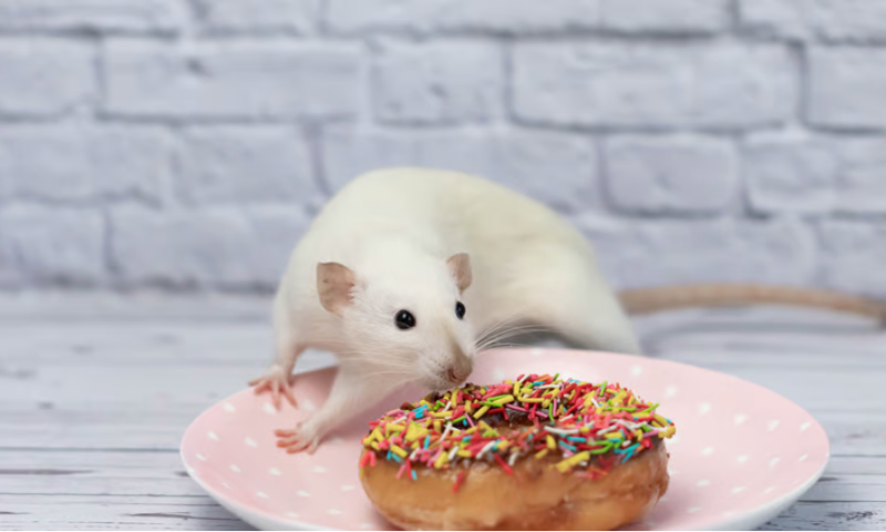 Overeating sweet treats? Scientists discover what drives this desire