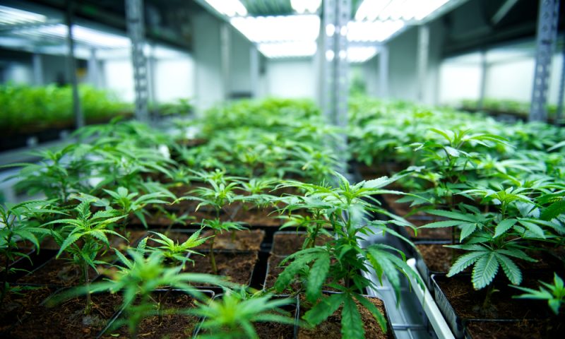 Tilray Brands Inc. Cl 2 stock rises Wednesday, outperforms market