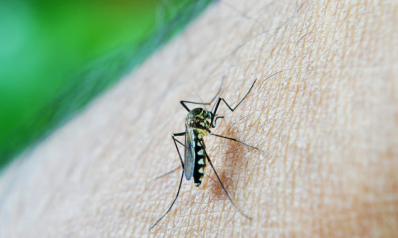 mRNA vaccines take the sting out of malaria infection—and transmission