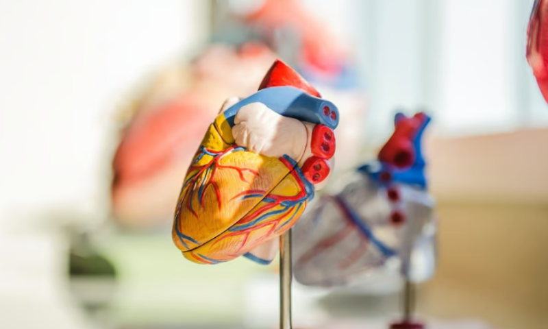 BioCardia’s off-the-shelf cell therapy for heart failure to enter first-in-human study