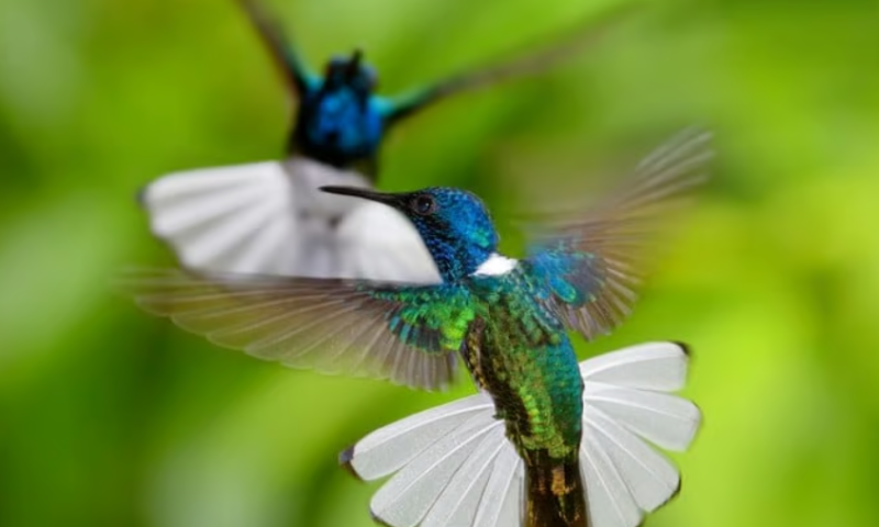 Hummingbird Bio buzzes Synaffix for $150M ADC licensing deal