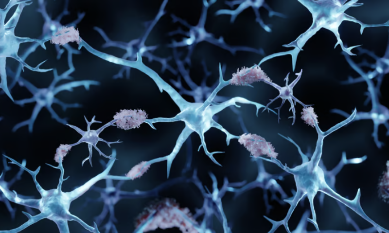 Returning the complement: Protein’s role in pathway could bolster new Alzheimer’s approach