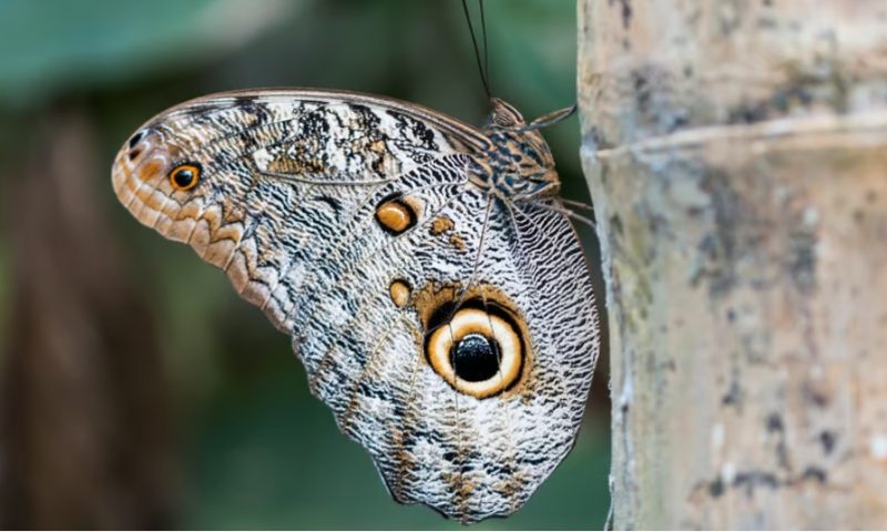 Flagship launches Metaphore with $50M to mimic the molecular version of the owl butterfly