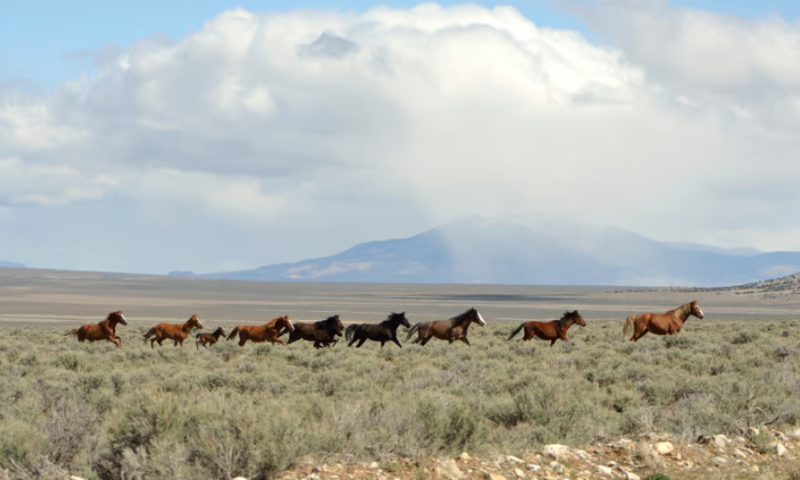 Mustang bucks some partnered cell and gene therapy work