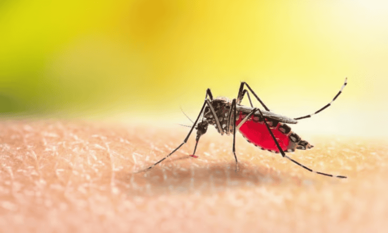 Bavarian Nordic bites back in chikungunya vaccine race, hitting phase 3 goal to stay on Valneva’s heels