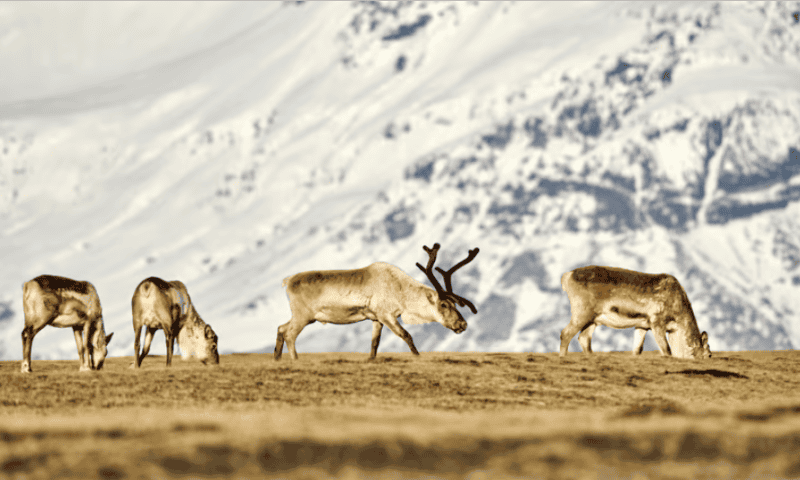 CAR-Ts are ‘working wonders.’ Caribou CEO says latest lymphoma data show they can be even better