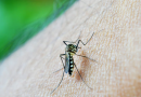 New mRNA vaccine for malaria uses cancer immunotherapy adjuvant to improve efficacy