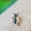 New mRNA vaccine for malaria uses cancer immunotherapy adjuvant to improve efficacy