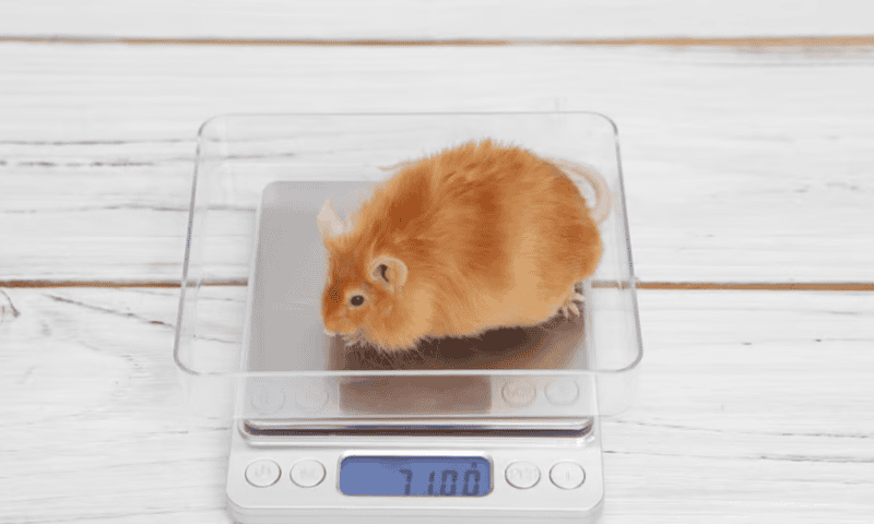 Protein revs up metabolism to help mice lose weight while keeping muscle intact