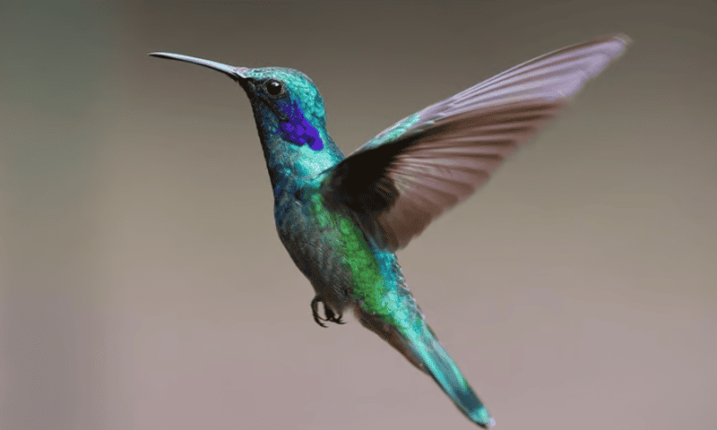 Hummingbird Diagnostics buzzes with lung cancer blood test results