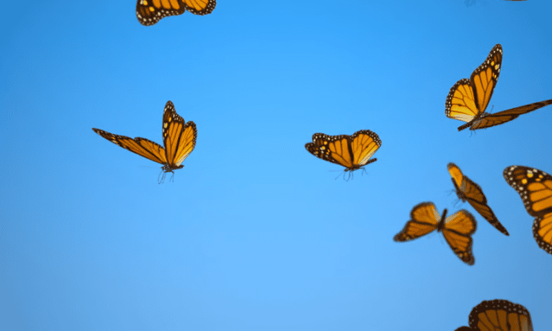 Butterfly Network aims to cut costs further, following dip in revenues