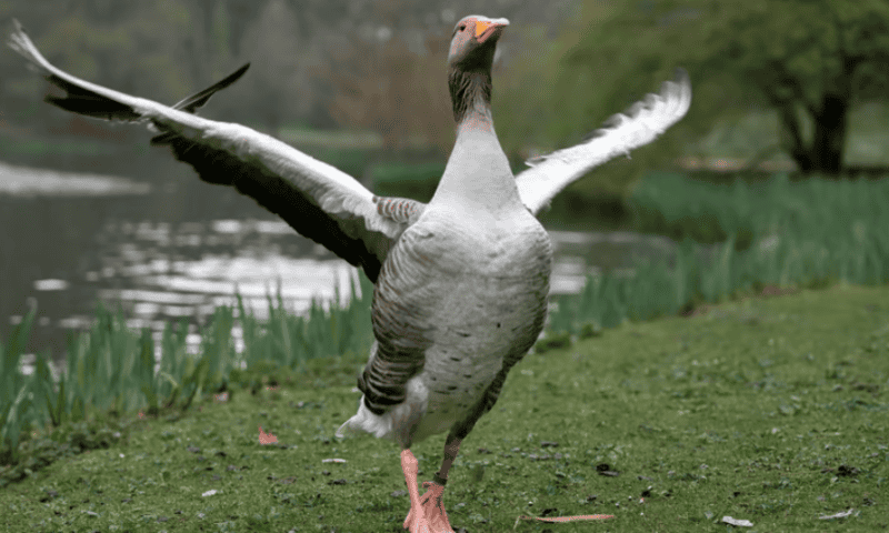 It’s Goose Data’s (online) world, and biotechs are just sitting ducks