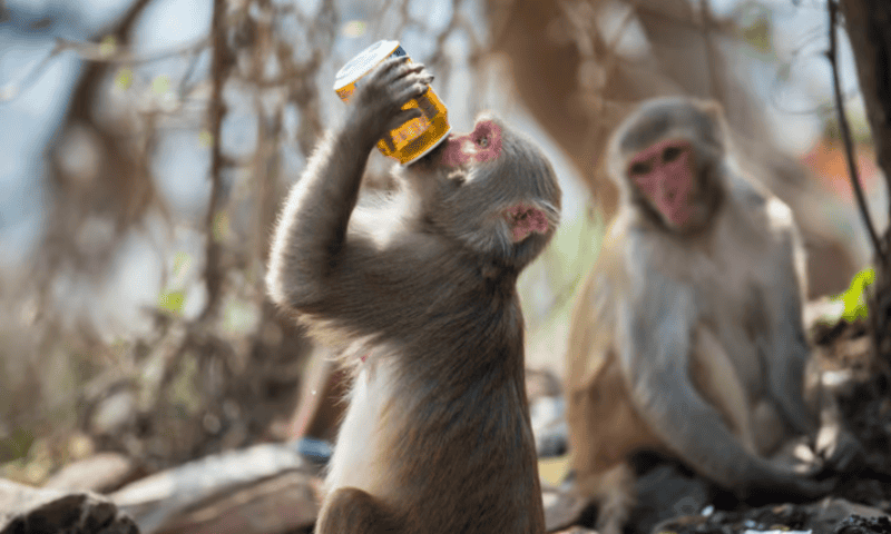 Gene therapy curbs alcohol use disorder in primates by halting abstinence-relapse cycle