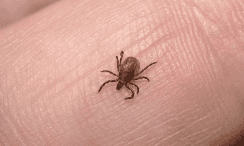 Pfizer cuts enrollment for Lyme disease trial after CRO debacle