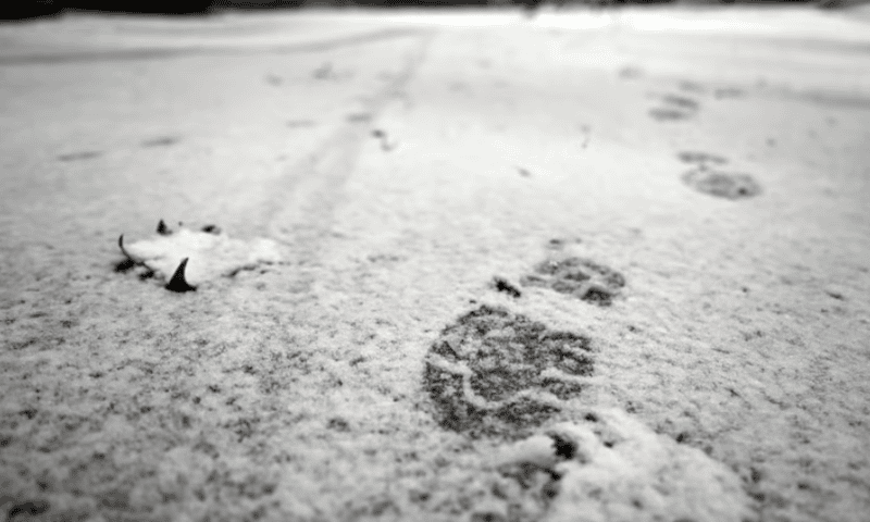 Fresh Tracks to dissolve after hunt for buyer comes up empty