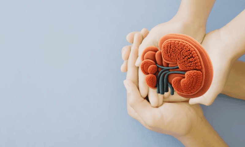 Medeor cell therapy helps kidney transplant patients taper off immunosuppressant meds