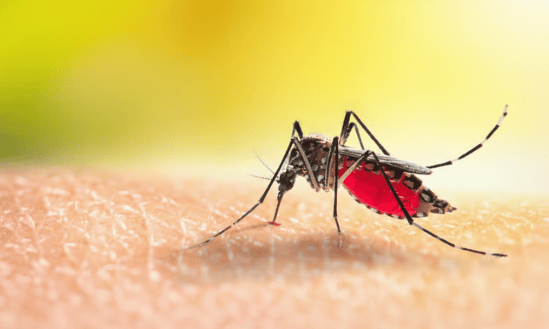 J&J bites back against dengue, linking antiviral to protection from infection in challenge trial