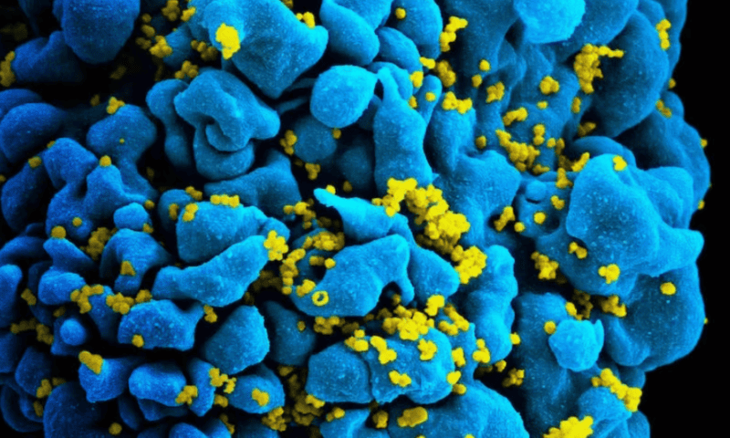 A protein inhibited by GSK’s Rukobia could be culprit behind HIV comorbidities, study suggests