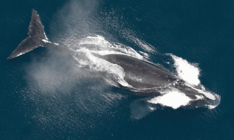 Feds Announce Funding Push for Ropeless Fishing Gear That Spares Rare Whales