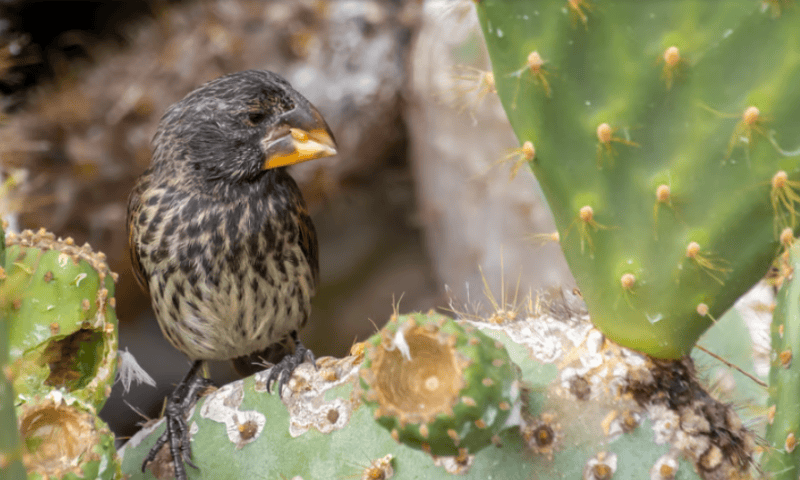 Galapagos selects Adaptimmune T-cell therapy for $665M biobucks collab