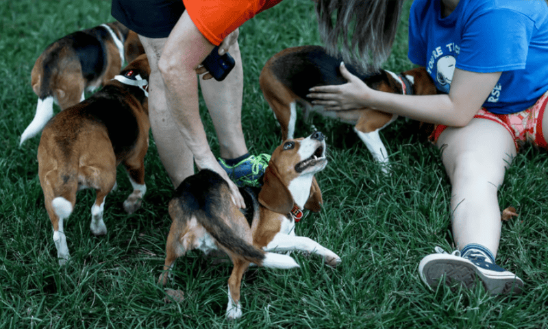 CRO Inotiv agrees to record fine to resolve Virginia animal welfare case that involved 4,000 beagles