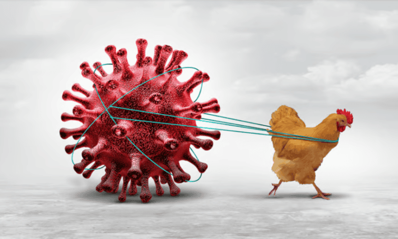 NIAID is ‘on the ball’ with H5N1 research, but gaps in bird flu prevention remain: experts