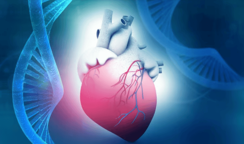 Allen Institute’s cell lines could lead to new drugs for hypertrophic cardiomyopathy