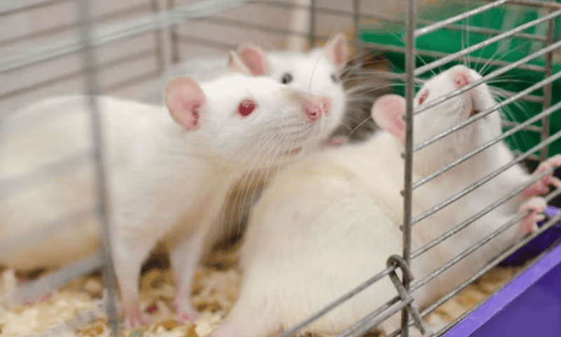 Regulation concerns keep non-animal models out of R&D: survey