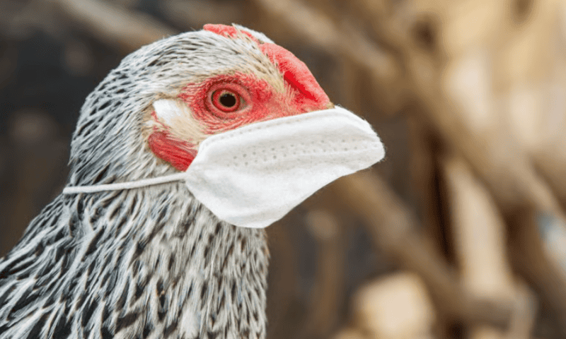 BARDA hands Moderna $176M to push avian flu vaccine through trials