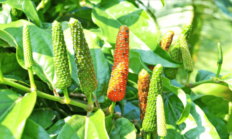 Pepper chemical piplartine can prevent hearing loss from powerful antibiotics