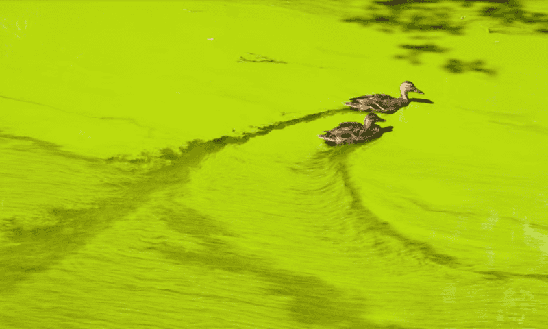 The largest known protein has been discovered in algae—and it’s a machine that makes poison