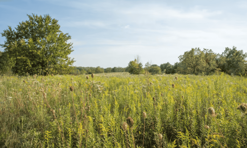 Federal health agency awards University of Illinois over $50M to improve tumor treatment, R&D