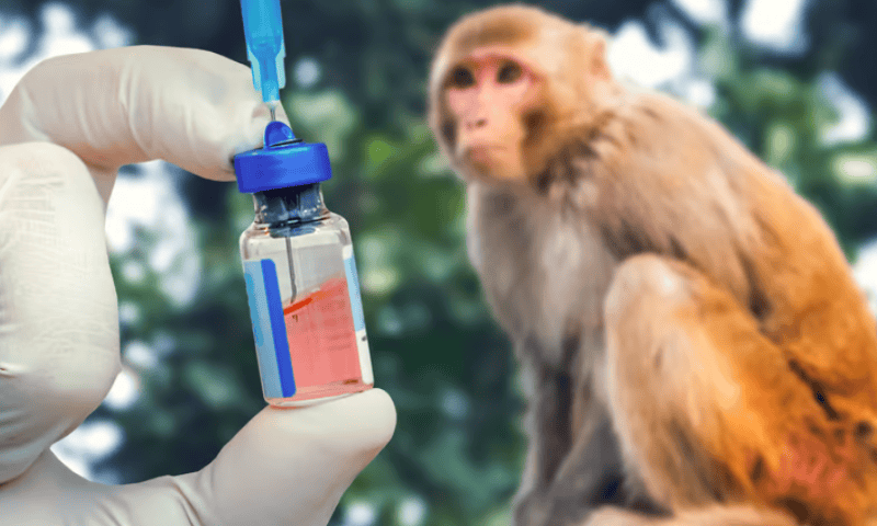 Moderna’s mpox vaccine prevents severe symptoms in monkeys compared to Bavarian Nordic’s Jynneos