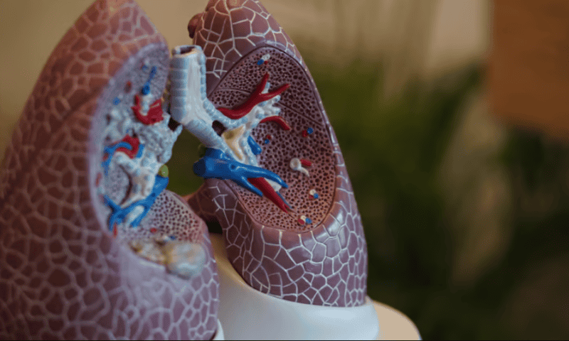 Merck, Daiichi repeat early success in small cell lung cancer with updated ADC data