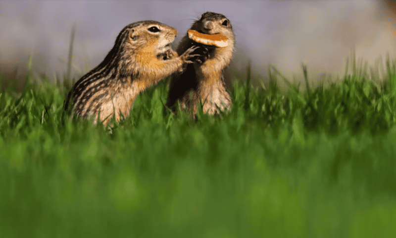 Protein found in hibernating squirrels could become first cataract drug treatment: study