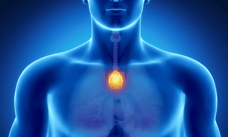 New cell therapy biotech emerges with $17M, thymus-targeting therapies